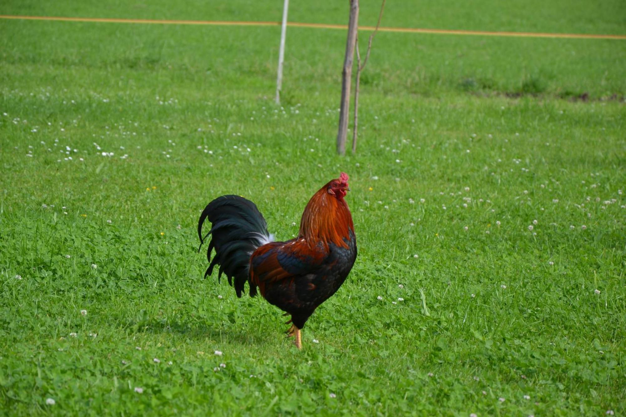Kerschbaumergut Grossgmain Esterno foto